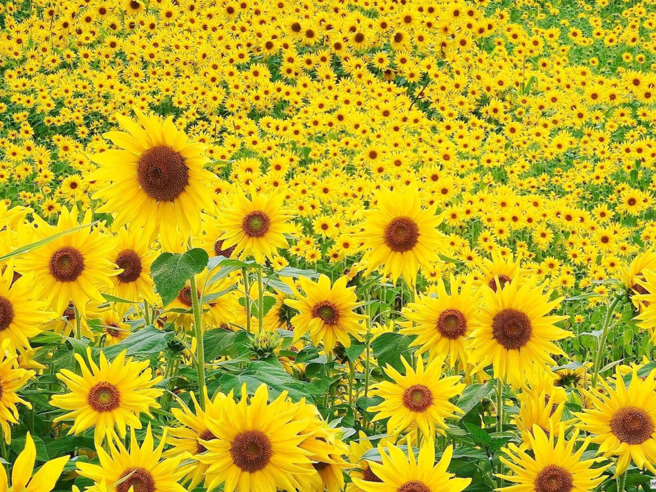 Screenshot №1 pro téma Sunflowers 1280x960