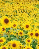 Screenshot №1 pro téma Sunflowers 128x160