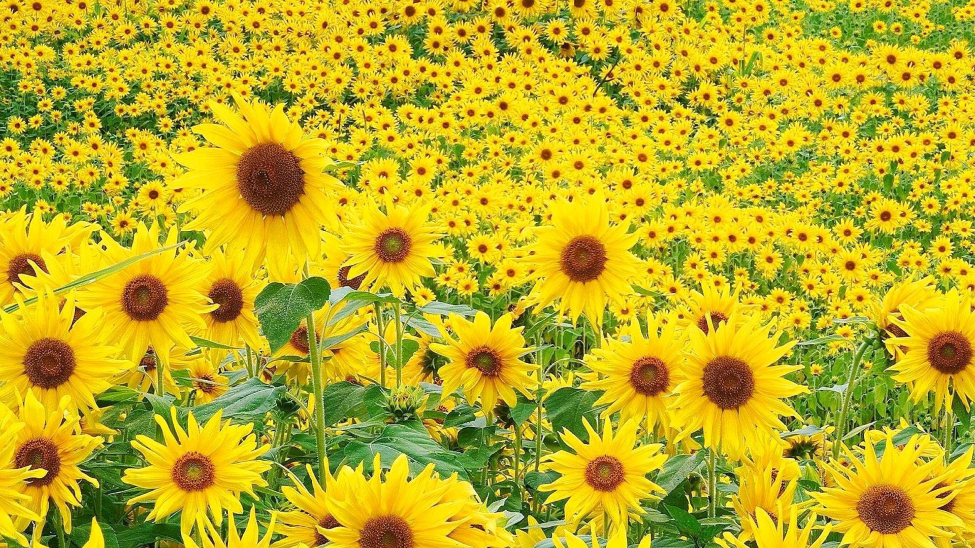 Fondo de pantalla Sunflowers 1920x1080