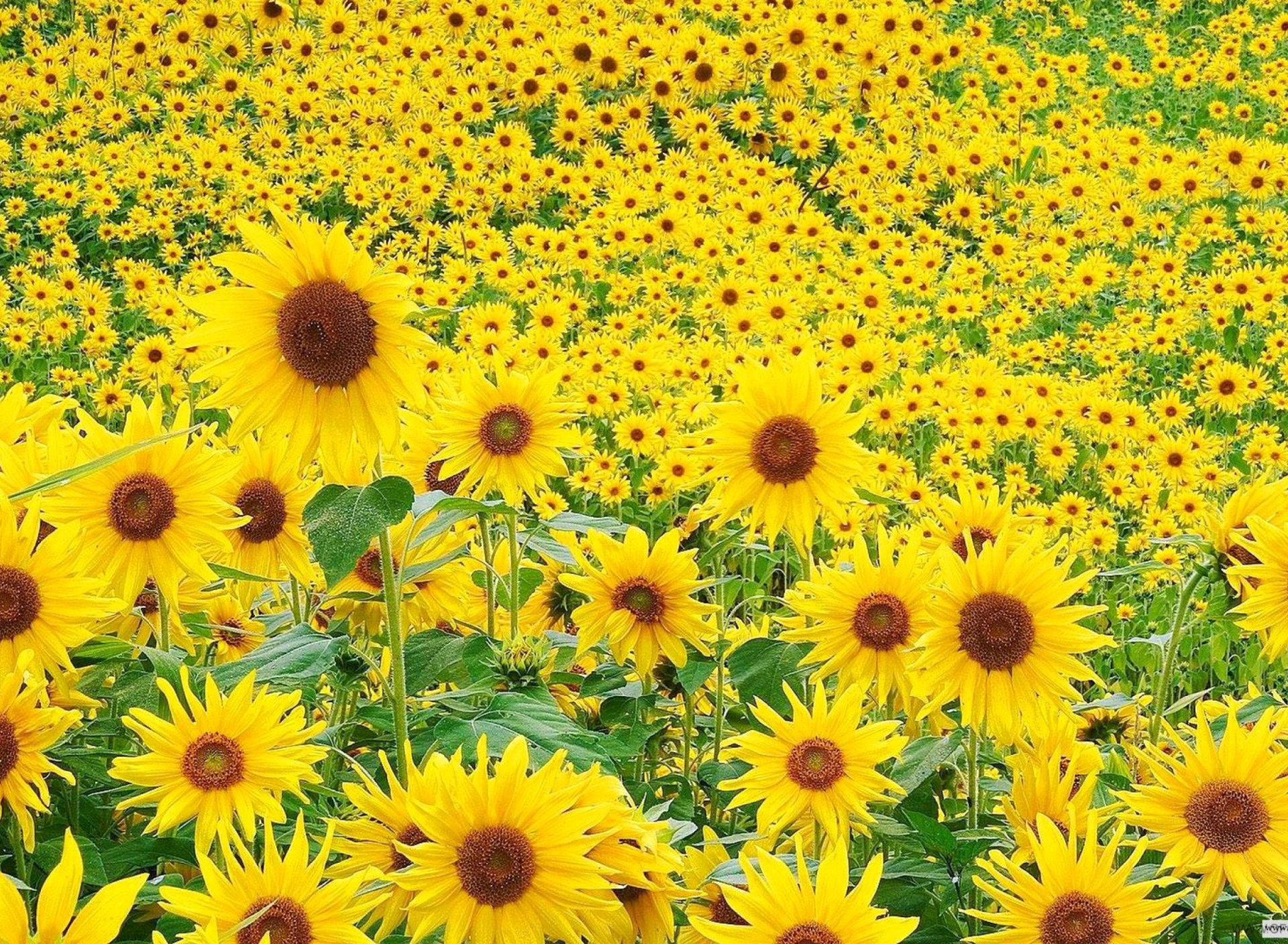 Screenshot №1 pro téma Sunflowers 1920x1408