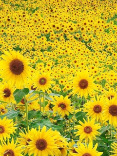 Screenshot №1 pro téma Sunflowers 240x320