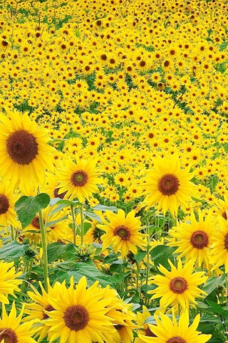 Screenshot №1 pro téma Sunflowers 320x480