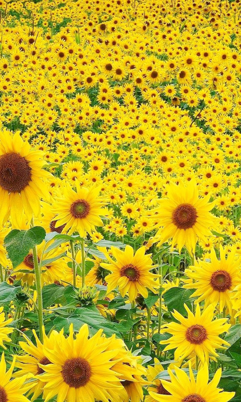 Sfondi Sunflowers 768x1280