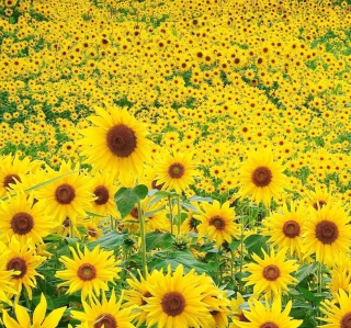 Sunflowers sfondi gratuiti per 2048x2048