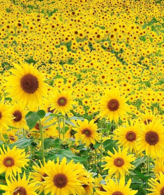 Sunflowers - Obrázkek zdarma pro Nokia X3
