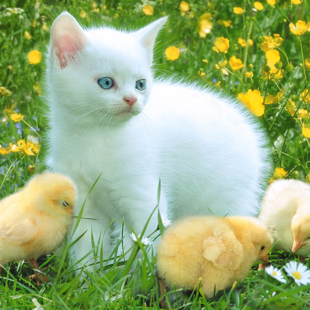 Обои Kitten And Chickens Around 1024x1024