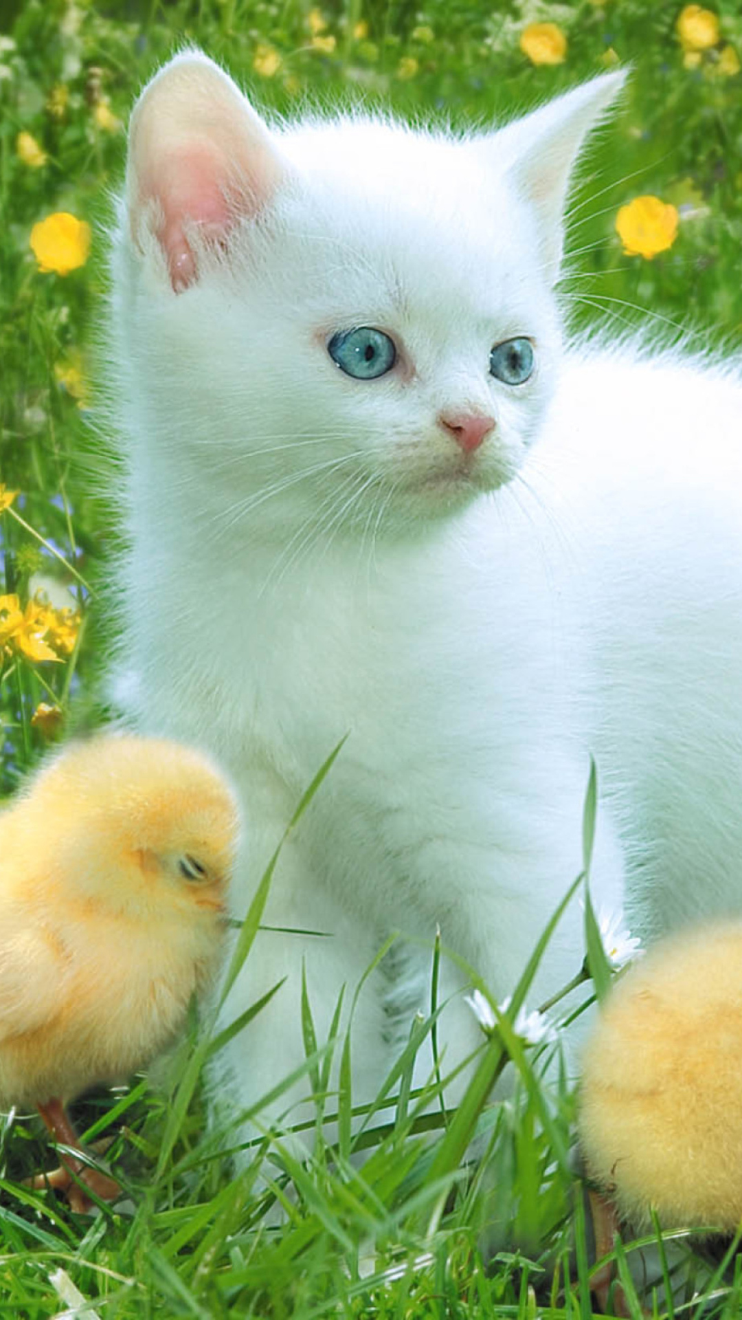 Kitten And Chickens Around wallpaper 1080x1920