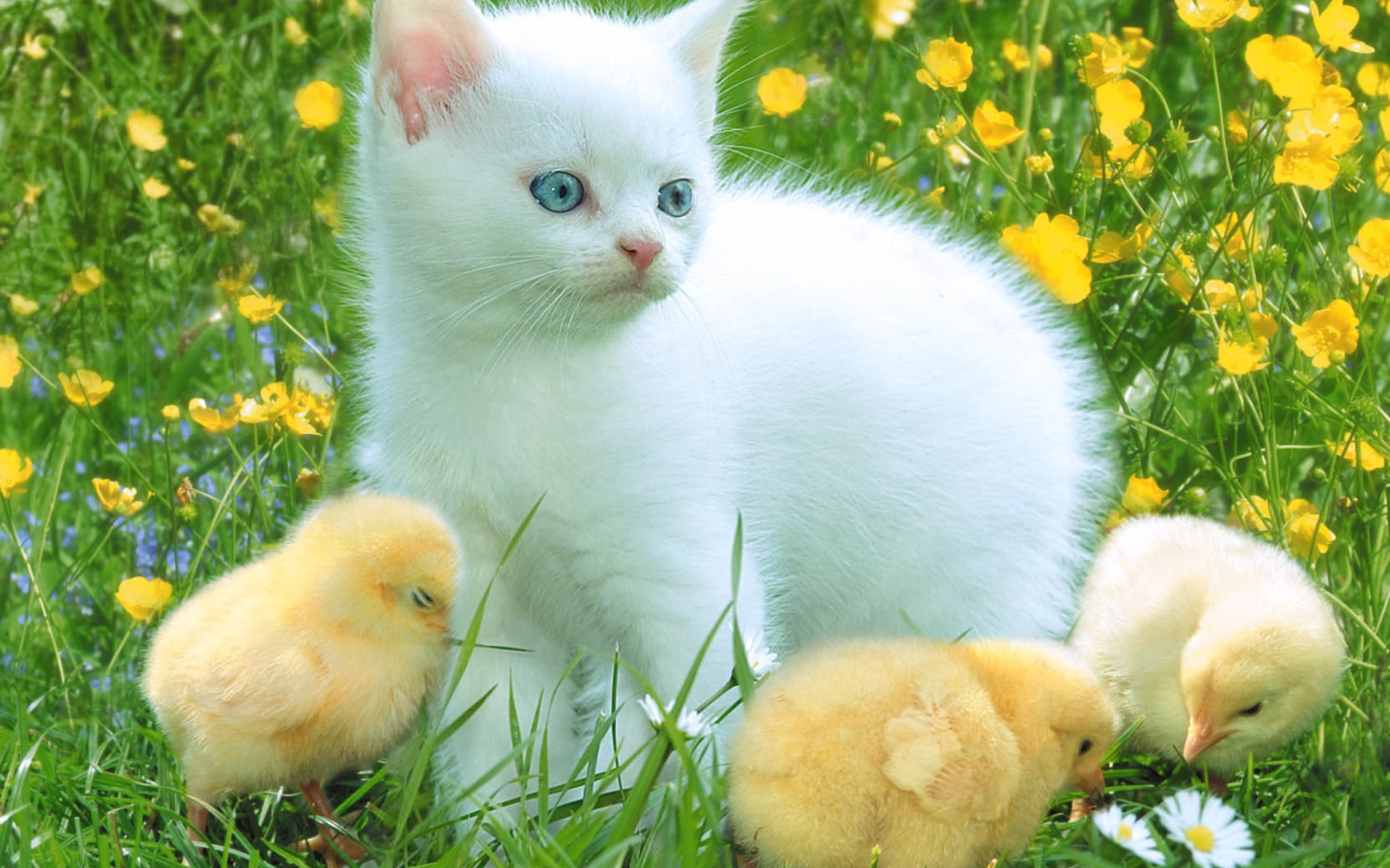 Kitten And Chickens Around screenshot #1 1440x900