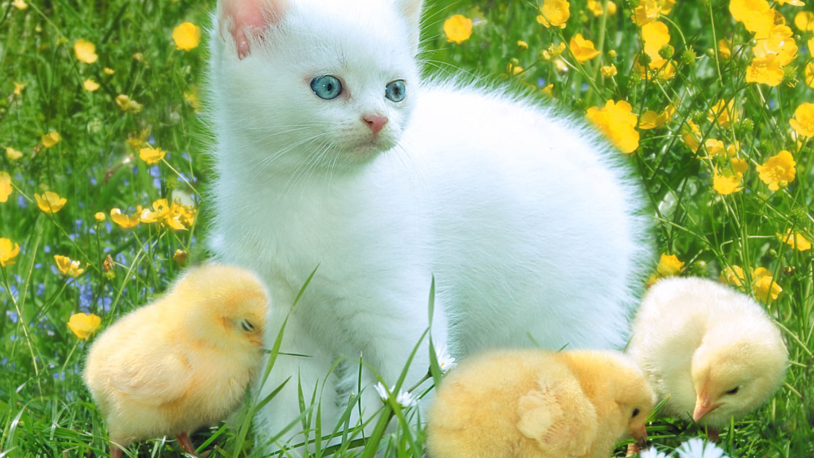 Kitten And Chickens Around screenshot #1 1600x900