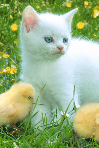 Kitten And Chickens Around wallpaper 320x480