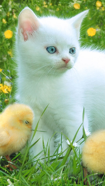 Fondo de pantalla Kitten And Chickens Around 360x640