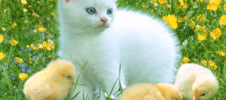 Kitten And Chickens Around screenshot #1 720x320