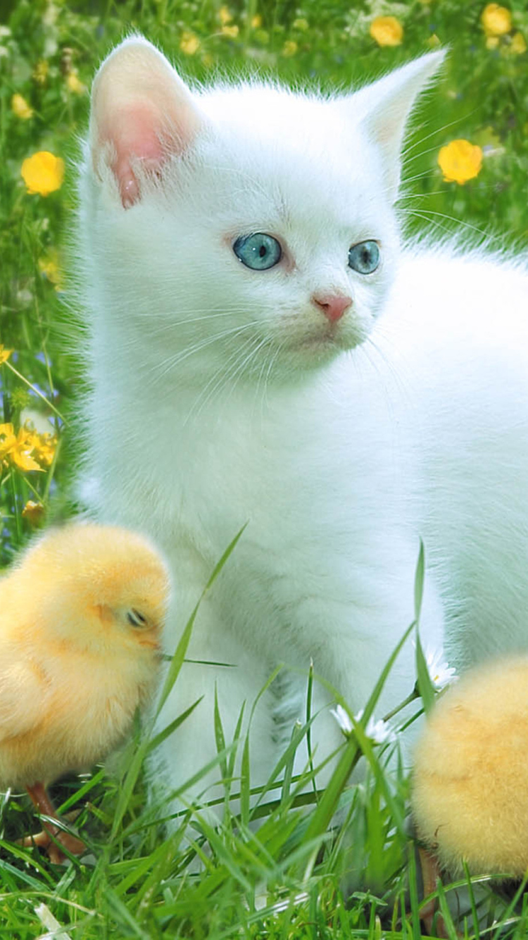 Sfondi Kitten And Chickens Around 750x1334