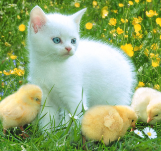 Kitten And Chickens Around - Obrázkek zdarma pro 2048x2048