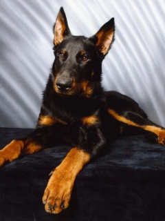 Fondo de pantalla Beauceron 240x320