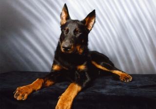 Beauceron Picture for Android, iPhone and iPad