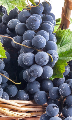 Blue Concord Grape wallpaper 240x400