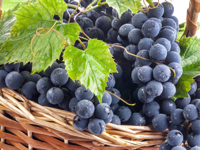 Blue Concord Grape wallpaper 640x480