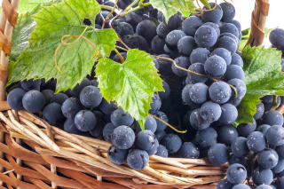 Blue Concord Grape Wallpaper for Android, iPhone and iPad