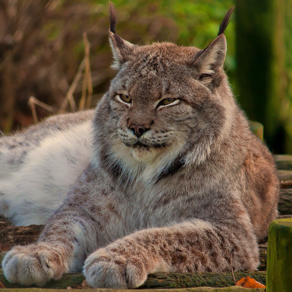 Обои Eurasian lynx 1024x1024