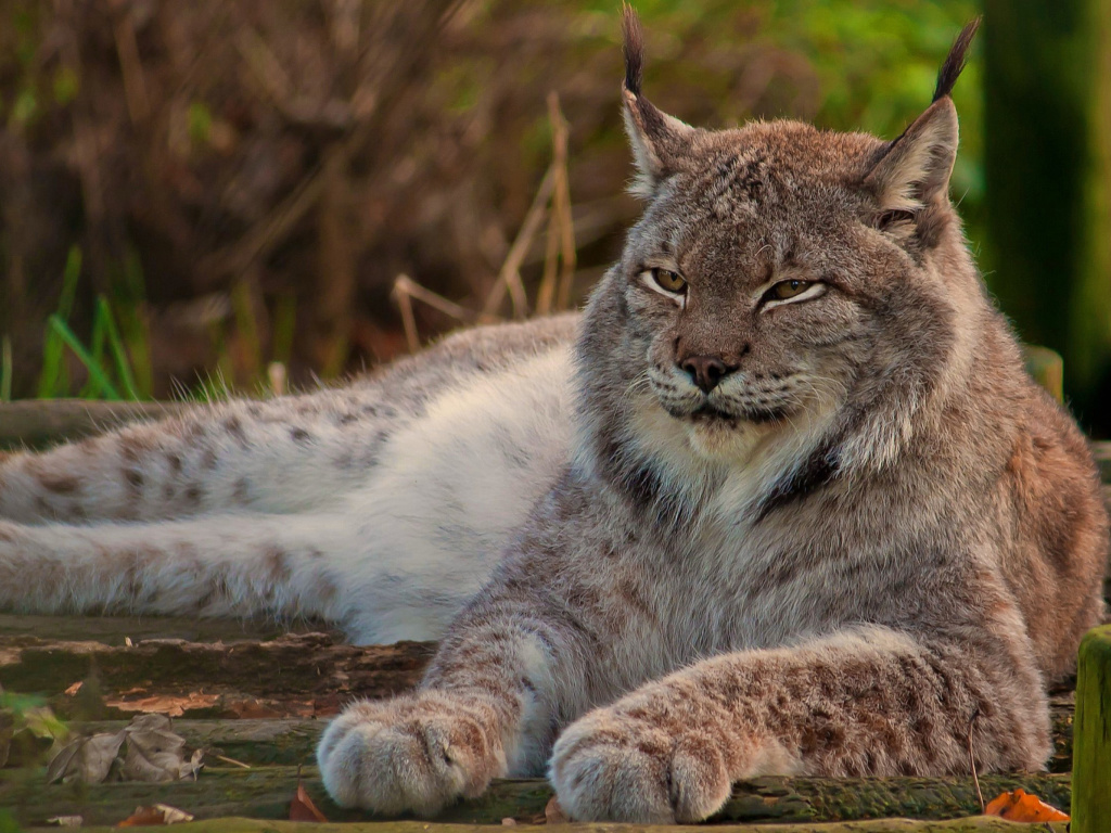 Обои Eurasian lynx 1024x768