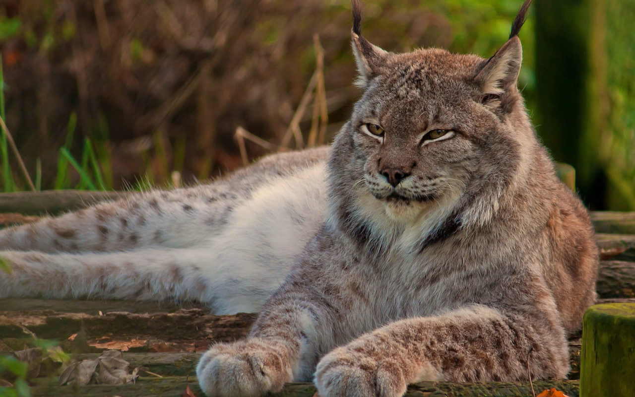 Das Eurasian lynx Wallpaper 1280x800