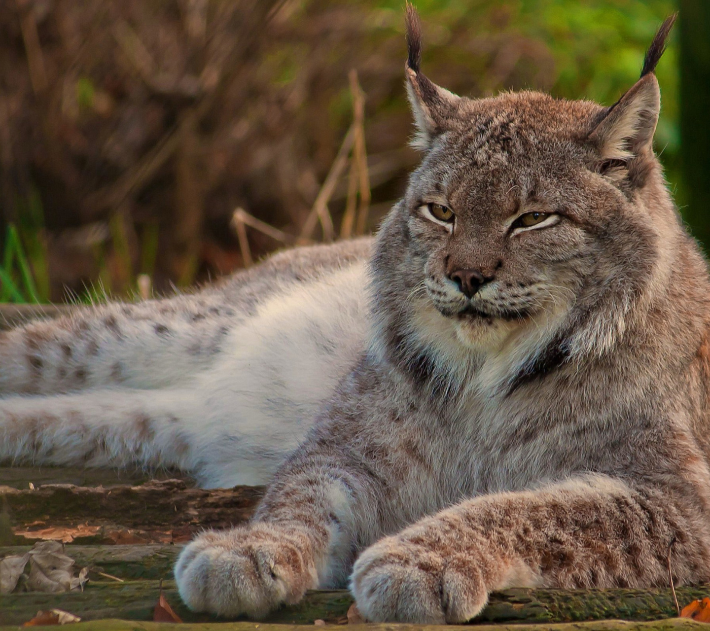 Eurasian lynx screenshot #1 1440x1280