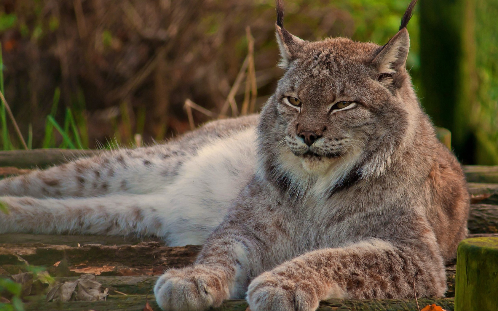 Обои Eurasian lynx 1680x1050