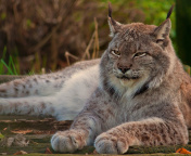 Eurasian lynx wallpaper 176x144