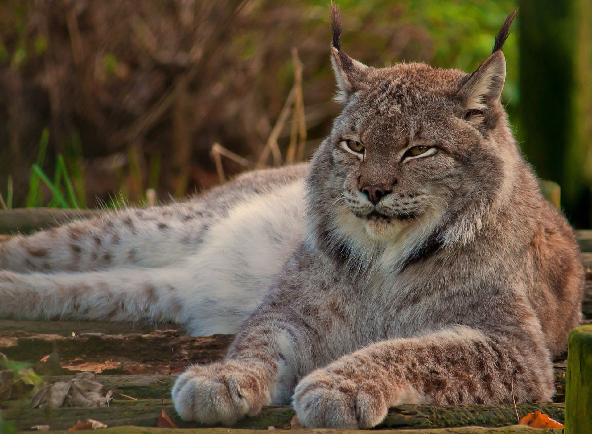 Обои Eurasian lynx 1920x1408