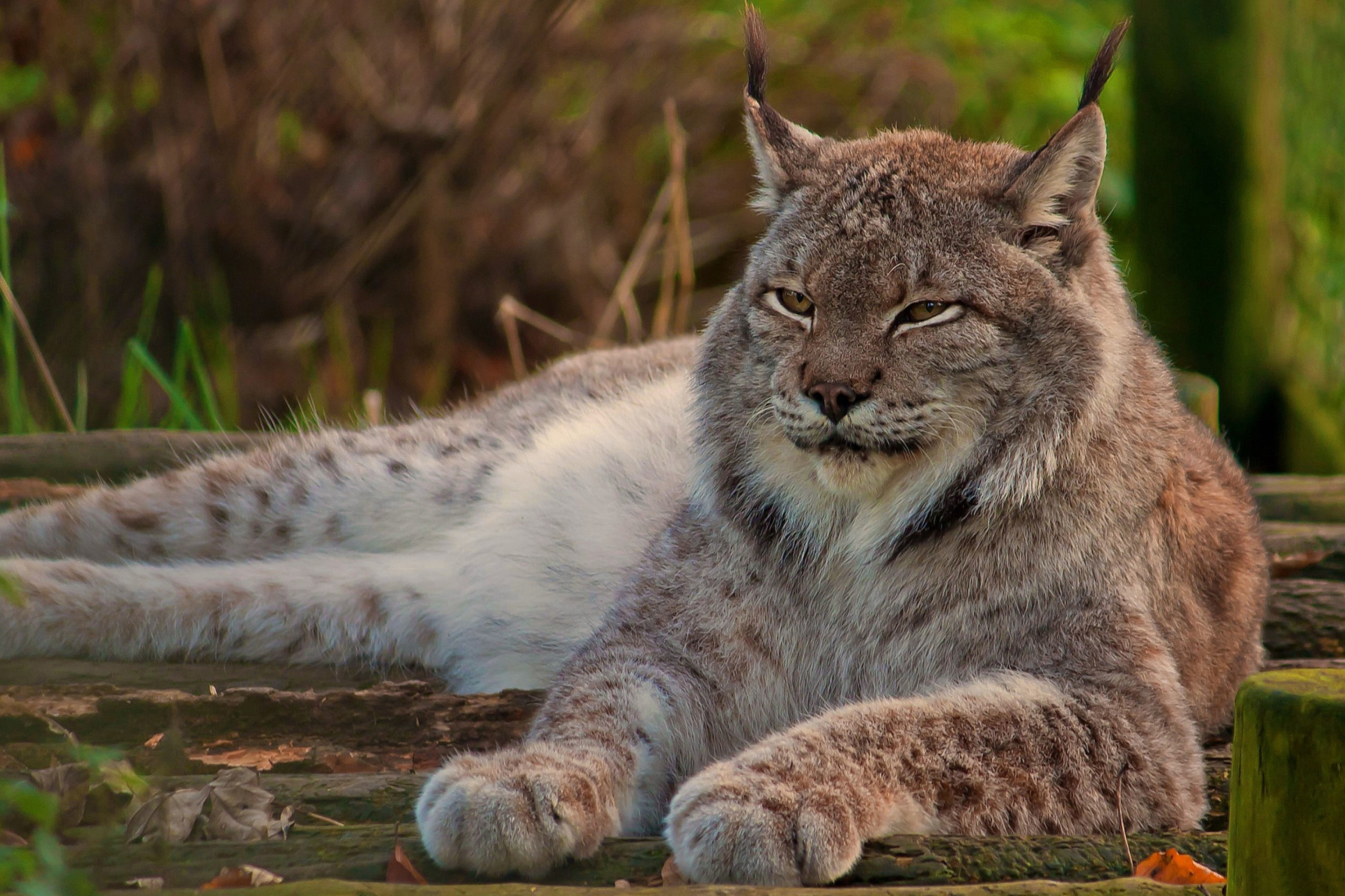 Eurasian lynx wallpaper 2880x1920