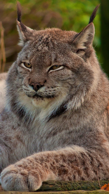 Eurasian lynx wallpaper 360x640