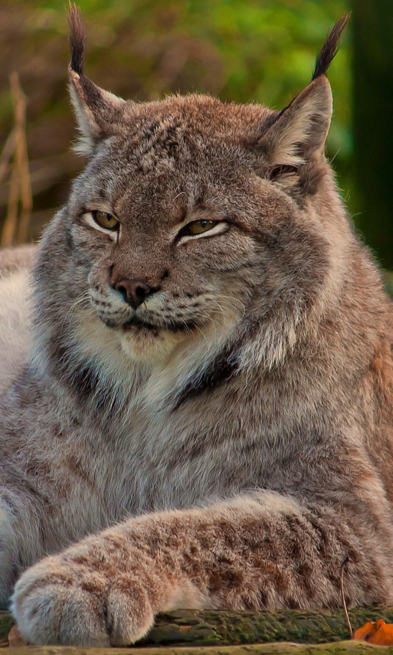 Fondo de pantalla Eurasian lynx 768x1280