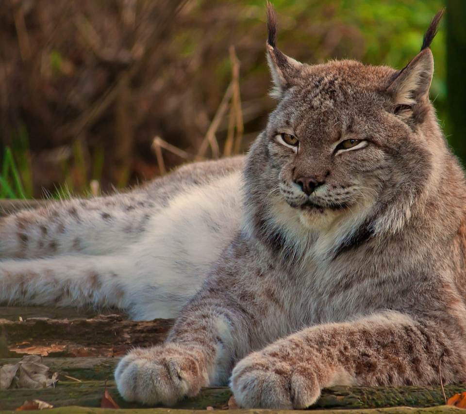 Fondo de pantalla Eurasian lynx 960x854