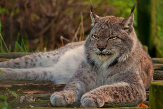 Eurasian lynx Background for Android, iPhone and iPad