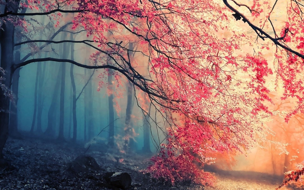 Sfondi Misty Autumn Forest and Sun 1280x800