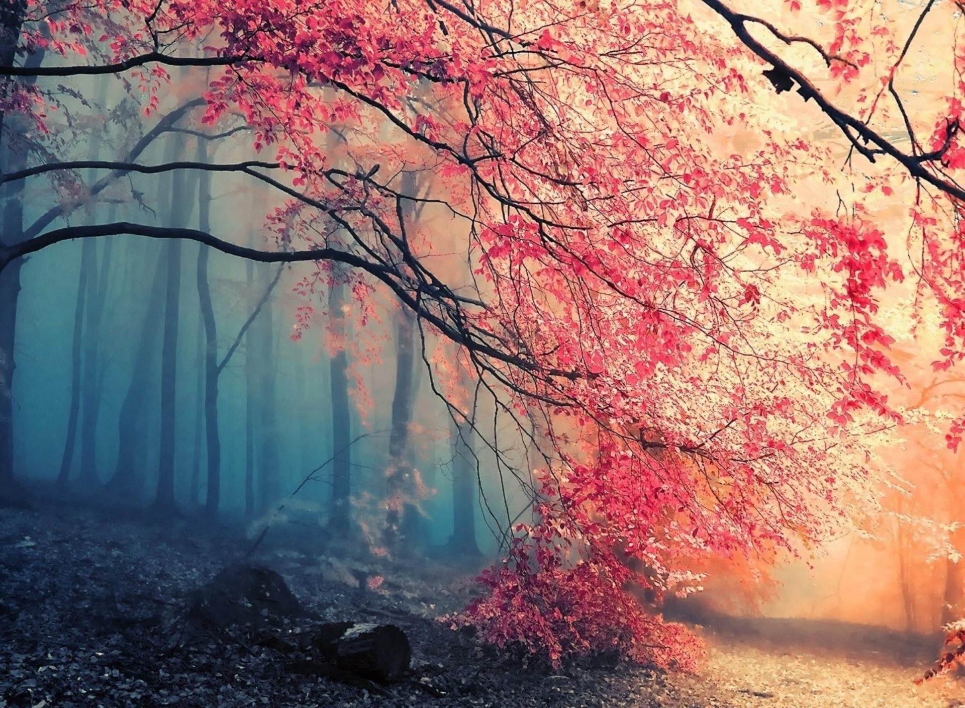 Misty Autumn Forest and Sun wallpaper 1920x1408