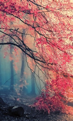 Das Misty Autumn Forest and Sun Wallpaper 240x400