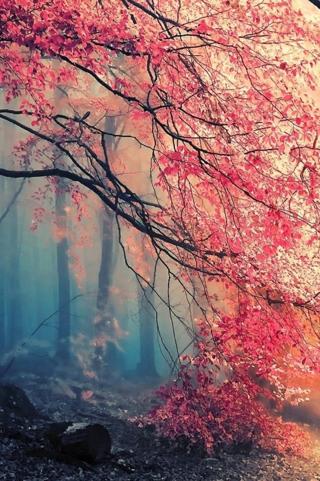 Screenshot №1 pro téma Misty Autumn Forest and Sun 640x960