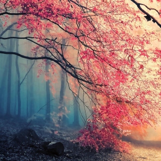 Kostenloses Misty Autumn Forest and Sun Wallpaper für iPad