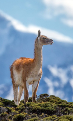 Fondo de pantalla Lama in Peru 240x400