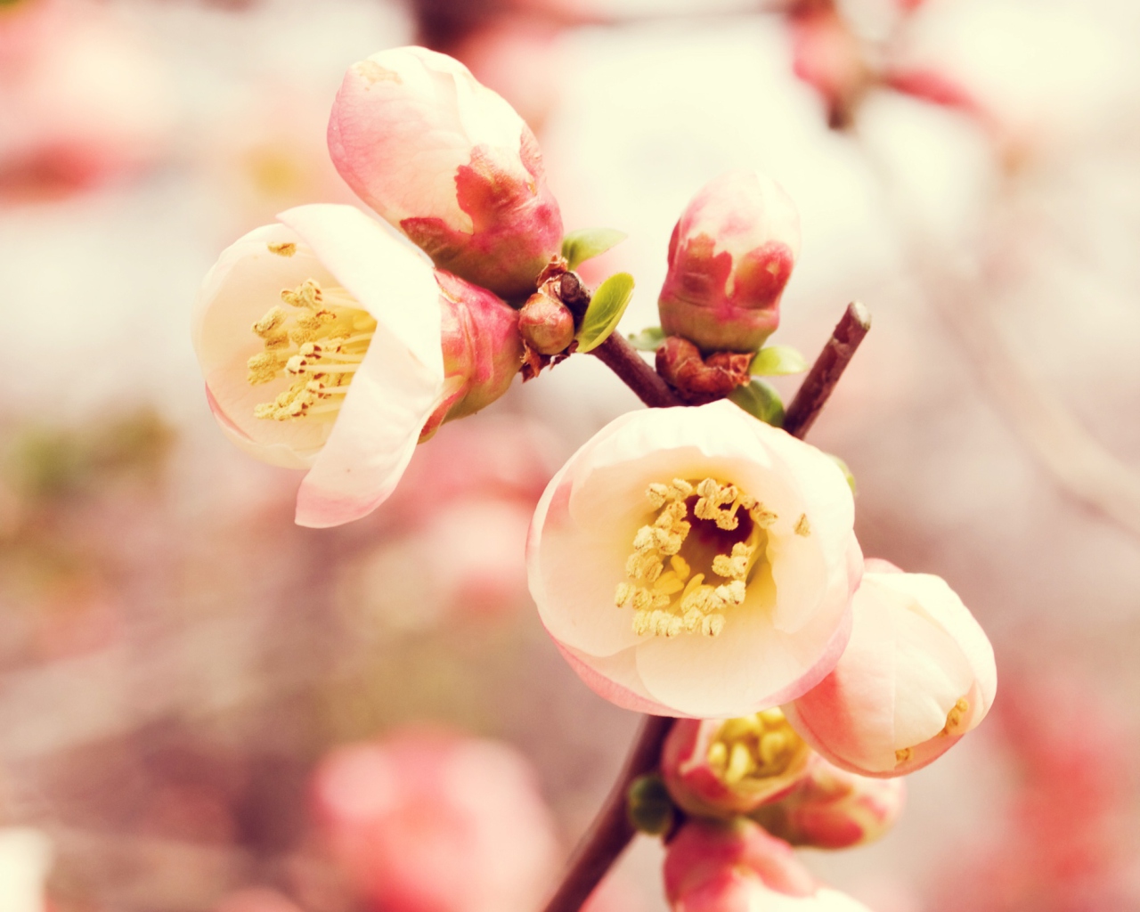 Обои Tender Spring Blossom 1280x1024