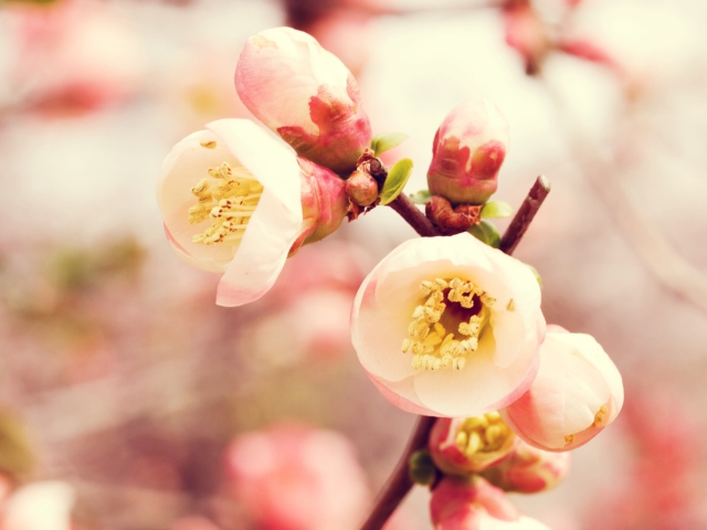 Das Tender Spring Blossom Wallpaper 640x480
