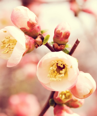 Tender Spring Blossom - Obrázkek zdarma pro Nokia X2