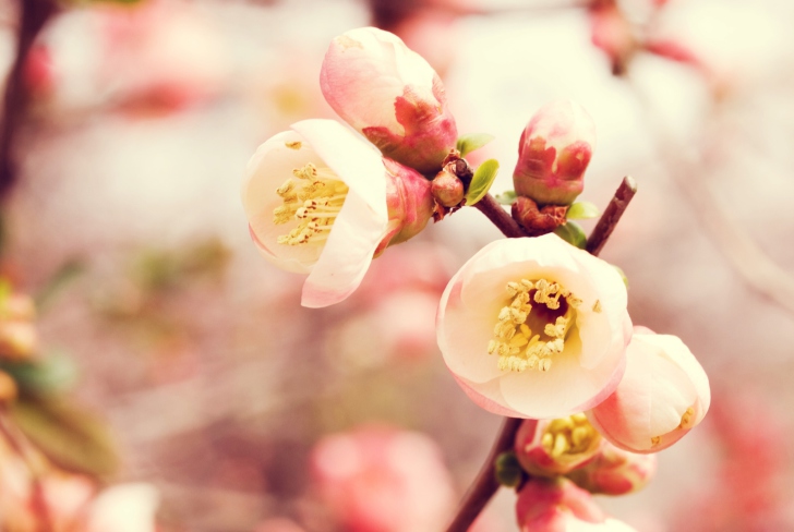 Tender Spring Blossom wallpaper