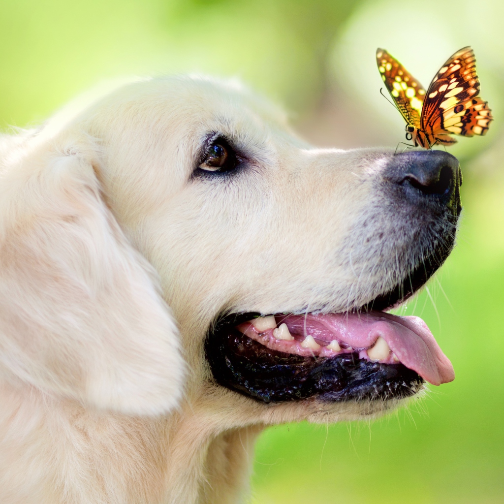 Screenshot №1 pro téma Butterfly On Dog's Nose 1024x1024