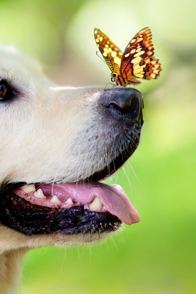 Screenshot №1 pro téma Butterfly On Dog's Nose 640x960