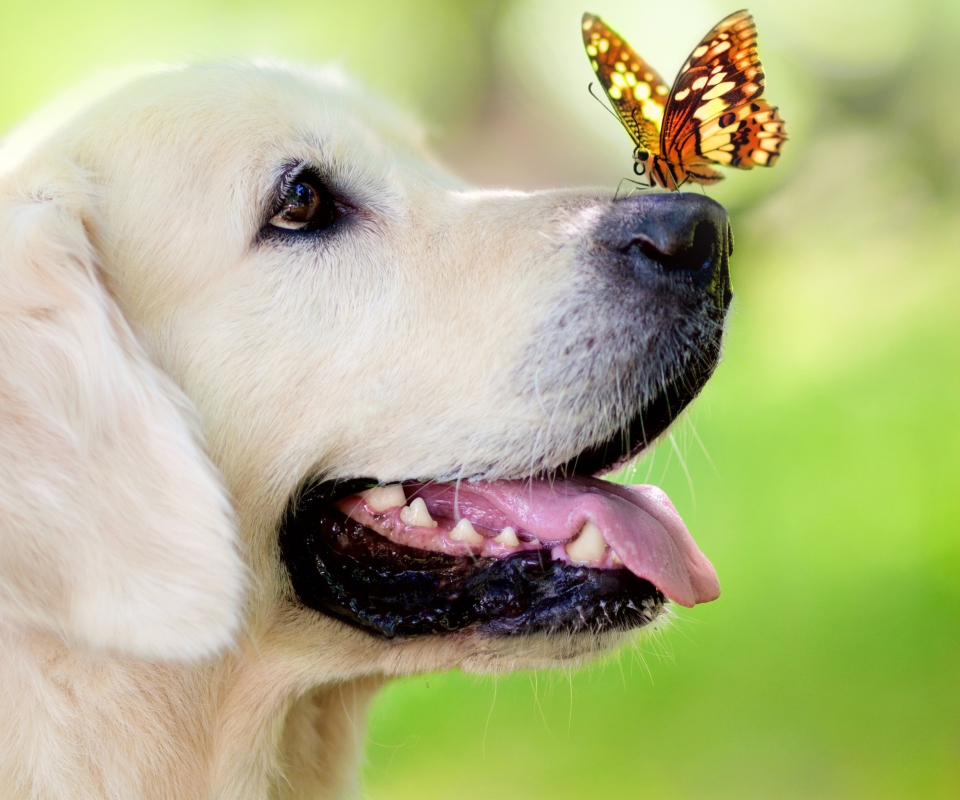 Screenshot №1 pro téma Butterfly On Dog's Nose 960x800