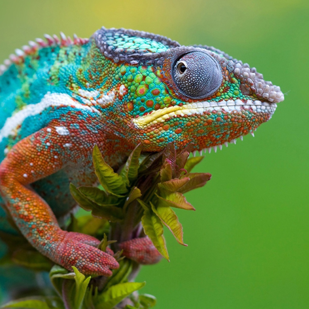Fondo de pantalla Colored Chameleon 1024x1024
