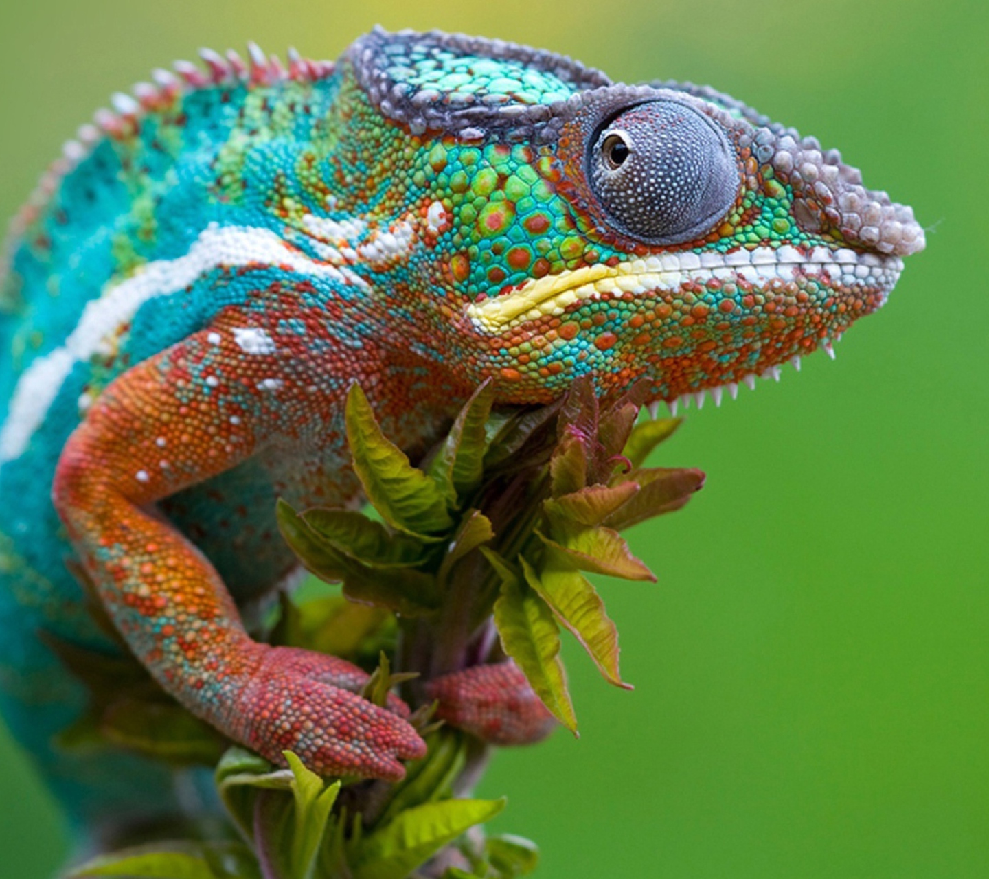 Fondo de pantalla Colored Chameleon 1440x1280